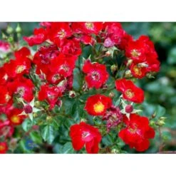 'Bassino'® Rosa X 'Bassino'® (Bunddækkerose) A-Kvalitet,- Barrods Roser Min. 3 Grene -Osmoz Naturens Butik fi3939 rosa bassino 4371