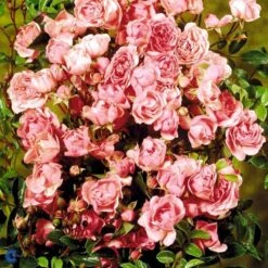 'Bayernland Cover'® Rosa X 'Bayernland Cover'® (Bunddækkerose) A-Kvalitet,- Barrods Roser Min. 3 Grene 9 'Bayernland Cover'® Rosa X 'Bayernland Cover'® (Bunddækkerose) A-Kvalitet,- Barrods Roser Min. 3 Grene -Osmoz Naturens Butik fi3941 rosa bayernland cover ab38