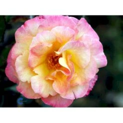 'Bellevue' Rosa X 'Bellevue' (Storblomstrende) A-Kvalitet,- Barrods Roser Min. 3 Grene 15 'Bellevue' Rosa X 'Bellevue' (Storblomstrende) A-Kvalitet,- Barrods Roser Min. 3 Grene -Osmoz Naturens Butik fi3948 rosa bellevue 4d3e
