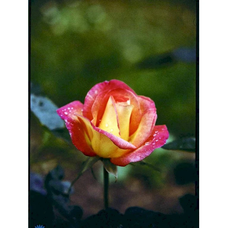 'Bellevue' Rosa X 'Bellevue' (Storblomstrende) A-Kvalitet,- Barrods Roser Min. 3 Grene 10 'Bellevue' Rosa X 'Bellevue' (Storblomstrende) A-Kvalitet,- Barrods Roser Min. 3 Grene - Billede 8