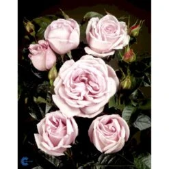 'Bering™ Renaissance'® Rosa X 'Bering™ Renaissance'® (Renaissancerose) A-Kvalitet,- Barrods Roser Min. 3 Grene 14 'Bering™ Renaissance'® Rosa X 'Bering™ Renaissance'® (Renaissancerose) A-Kvalitet,- Barrods Roser Min. 3 Grene -Osmoz Naturens Butik fi3951 rosa bering poulberin n 7d3c