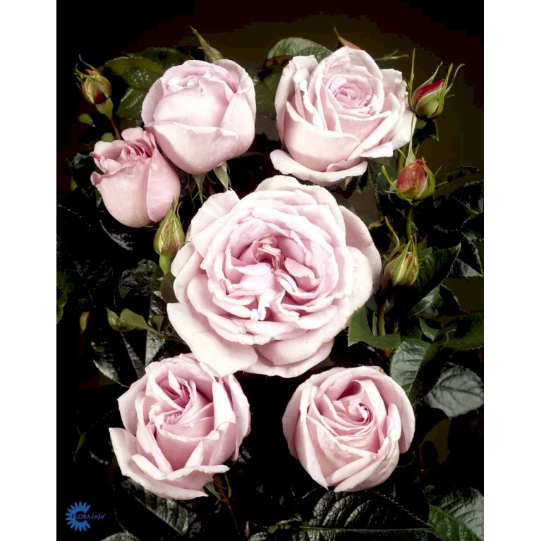'Bering™ Renaissance'® Rosa X 'Bering™ Renaissance'® (Renaissancerose) A-Kvalitet,- Barrods Roser Min. 3 Grene 8 'Bering™ Renaissance'® Rosa X 'Bering™ Renaissance'® (Renaissancerose) A-Kvalitet,- Barrods Roser Min. 3 Grene - Billede 6