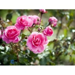 'Berleburg'™ Rosa X 'Berleburg'™ (Buketrose) A-Kvalitet,- Barrods Roser Min. 3 Grene -Osmoz Naturens Butik fi3952 rosa berleburg poulbella n 5565