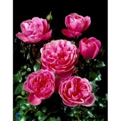 'Berleburg'™ Rosa X 'Berleburg'™ (Buketrose) A-Kvalitet,- Barrods Roser Min. 3 Grene -Osmoz Naturens Butik fi3952 rosa berleburg poulbella n bba6