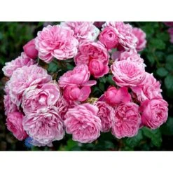 'Berleburg'™ Rosa X 'Berleburg'™ (Buketrose) A-Kvalitet,- Barrods Roser Min. 3 Grene -Osmoz Naturens Butik fi3952 rosa berleburg poulbella n efe2