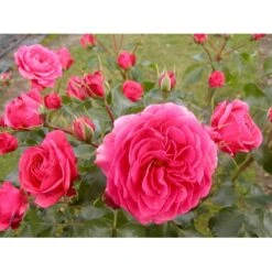 'Bernstorff'™ Rosa X 'Bernstorff'™ (Buketrose) A-Kvalitet,- Barrods Roser Min. 3 Grene -Osmoz Naturens Butik fi3953 rosa bernsdorff 0955
