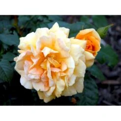 'Bernstein-Rose'® Rosa X 'Bernstein-Rose'® (Buketrose) A-Kvalitet,- Barrods Roser Min. 3 Grene -Osmoz Naturens Butik fi3954 rosa bernstein rose 5312