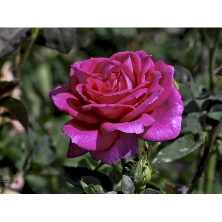 'Big Purple' Rosa X 'Big Purple' (Storblomstrende) A-Kvalitet,- Barrods Roser Min. 3 Grene 6 'Big Purple' Rosa X 'Big Purple' (Storblomstrende) A-Kvalitet,- Barrods Roser Min. 3 Grene - Billede 4