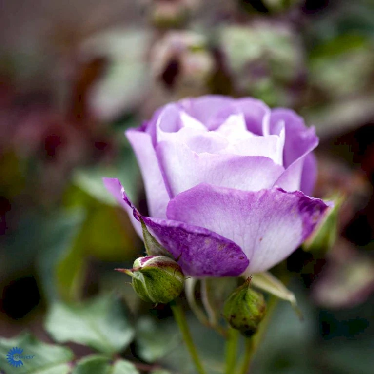 'Blue For You' Rosa X 'Blue For You' (Buketrose) A-Kvalitet,- Barrods Roser Min. 3 Grene 9 'Blue For You' Rosa X 'Blue For You' (Buketrose) A-Kvalitet,- Barrods Roser Min. 3 Grene - Billede 7