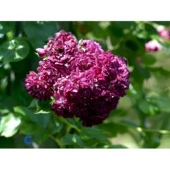 'Bleu Magenta' Rosa X 'Bleu Magenta' (Slyngrose) A-Kvalitet,- Barrods Roser Min. 3 Grene 7 'Bleu Magenta' Rosa X 'Bleu Magenta' (Slyngrose) A-Kvalitet,- Barrods Roser Min. 3 Grene -Osmoz Naturens Butik fi3972 rosa blue magenta 2ff3