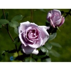 'Blue Moon'® Rosa X 'Blue Moon'® (Storblomstrende) A-Kvalitet,- Barrods Roser Min. 3 Grene 16 'Blue Moon'® Rosa X 'Blue Moon'® (Storblomstrende) A-Kvalitet,- Barrods Roser Min. 3 Grene -Osmoz Naturens Butik fi3973 rosa blue moon 8581