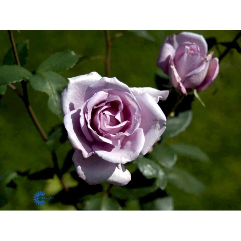 'Blue Moon'® Rosa X 'Blue Moon'® (Storblomstrende) A-Kvalitet,- Barrods Roser Min. 3 Grene 9 'Blue Moon'® Rosa X 'Blue Moon'® (Storblomstrende) A-Kvalitet,- Barrods Roser Min. 3 Grene - Billede 7