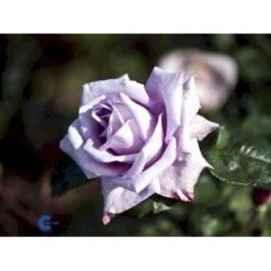 'Blue Moon'® Rosa X 'Blue Moon'® (Storblomstrende) A-Kvalitet,- Barrods Roser Min. 3 Grene 15 'Blue Moon'® Rosa X 'Blue Moon'® (Storblomstrende) A-Kvalitet,- Barrods Roser Min. 3 Grene -Osmoz Naturens Butik fi3973 rosa blue moon f9e0