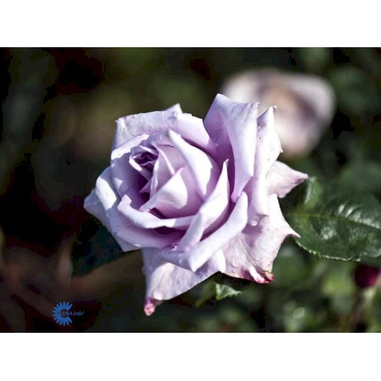 'Blue Moon'® Rosa X 'Blue Moon'® (Storblomstrende) A-Kvalitet,- Barrods Roser Min. 3 Grene 8 'Blue Moon'® Rosa X 'Blue Moon'® (Storblomstrende) A-Kvalitet,- Barrods Roser Min. 3 Grene - Billede 6