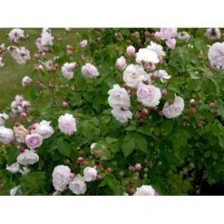 'Blush Noisette' Rosa X 'Blush Noisette' (Buskrose) A-Kvalitet,- Barrods Roser Min. 3 Grene -Osmoz Naturens Butik fi3977 rosa blush noisette 047a