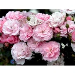 'Bonica 82' Rosa X 'Bonica 82' A-Kvalitet,- Barrods Roser Min. 3 Grene -Osmoz Naturens Butik fi3984 rosa bonica 82 214f