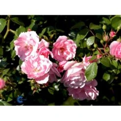 'Bonica 82' Rosa X 'Bonica 82' A-Kvalitet,- Barrods Roser Min. 3 Grene -Osmoz Naturens Butik fi3984 rosa bonica 82 a0bd