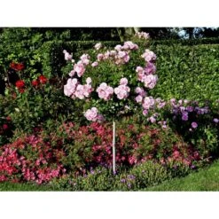 'Bonica 82' Rosa X 'Bonica 82' A-Kvalitet,- Barrods Roser Min. 3 Grene -Osmoz Naturens Butik fi3984 rosa bonica 82 be59