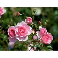'Bonica 82' Rosa X 'Bonica 82' A-Kvalitet,- Barrods Roser Min. 3 Grene -Osmoz Naturens Butik fi3984 rosa bonica 82 efdf