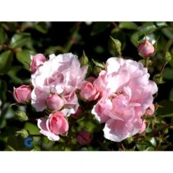 'Bonica 82' Rosa X 'Bonica 82' A-Kvalitet,- Barrods Roser Min. 3 Grene -Osmoz Naturens Butik fi3984 rosa bonica 82 f91a