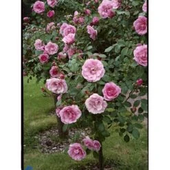 'Bonica 82' Rosa X 'Bonica 82' A-Kvalitet,- Barrods Roser Min. 3 Grene -Osmoz Naturens Butik fi3984 rosa bonica 82 fed1
