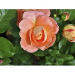 'Bonita™ Renaissance'® Rosa X 'Bonita™ Renaissance'® (Renaissancerose) A-Kvalitet,- Barrods Roser Min. 3 Grene 16 'Bonita™ Renaissance'® Rosa X 'Bonita™ Renaissance'® (Renaissancerose) A-Kvalitet,- Barrods Roser Min. 3 Grene -Osmoz Naturens Butik fi3985 rosa bonita poulen009 n 03ff