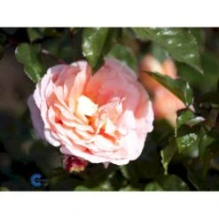 'Bonita™ Renaissance'® Rosa X 'Bonita™ Renaissance'® (Renaissancerose) A-Kvalitet,- Barrods Roser Min. 3 Grene 17 'Bonita™ Renaissance'® Rosa X 'Bonita™ Renaissance'® (Renaissancerose) A-Kvalitet,- Barrods Roser Min. 3 Grene -Osmoz Naturens Butik fi3985 rosa bonita poulen009 n 193e