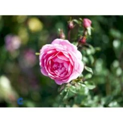 'Boogie-Woogie'™ Rosa X 'Boogie-Woogie'™ (Slyngrose) A-Kvalitet,- Barrods Roser Min. 3 Grene -Osmoz Naturens Butik fi3986 rosa boogie woogie poulyc006 n 47e1