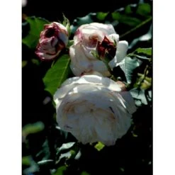 'Boule De Neige' Rosa Bourboniana 'Boule De Neige' (Bourbonrose) A-Kvalitet,- Barrods Roser Min. 3 Grene 7 'Boule De Neige' Rosa Bourboniana 'Boule De Neige' (Bourbonrose) A-Kvalitet,- Barrods Roser Min. 3 Grene -Osmoz Naturens Butik fi3989 rosa boule de neige 3410