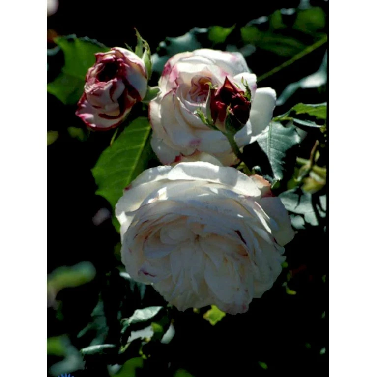 'Boule De Neige' Rosa Bourboniana 'Boule De Neige' (Bourbonrose) A-Kvalitet,- Barrods Roser Min. 3 Grene 5 'Boule De Neige' Rosa Bourboniana 'Boule De Neige' (Bourbonrose) A-Kvalitet,- Barrods Roser Min. 3 Grene - Billede 3