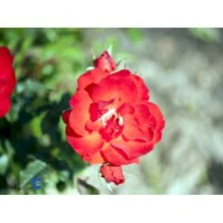 'Brillant'® Rosa X 'Brillant'® (Slyngrose) A-Kvalitet,- Barrods Roser Min. 3 Grene -Osmoz Naturens Butik fi4003 rosa brillant 2b7e