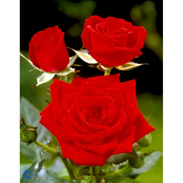 'Brilliant Cover'® Rosa X 'Brilliant Cover'® (Bunddækkerose) A-Kvalitet,- Barrods Roser Min. 3 Grene 8 'Brilliant Cover'® Rosa X 'Brilliant Cover'® (Bunddækkerose) A-Kvalitet,- Barrods Roser Min. 3 Grene - Billede 6