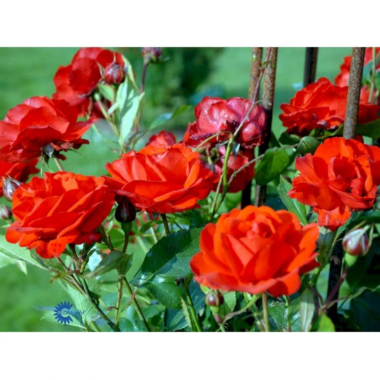 'Brilliant Cover'® Rosa X 'Brilliant Cover'® (Bunddækkerose) A-Kvalitet,- Barrods Roser Min. 3 Grene 7 'Brilliant Cover'® Rosa X 'Brilliant Cover'® (Bunddækkerose) A-Kvalitet,- Barrods Roser Min. 3 Grene - Billede 5