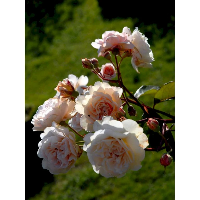 'Buff Beauty' Rosa Moschata 'Buff Beauty' (Moskusrose) A-Kvalitet,- Barrods Roser Min. 3 Grene 8 'Buff Beauty' Rosa Moschata 'Buff Beauty' (Moskusrose) A-Kvalitet,- Barrods Roser Min. 3 Grene - Billede 6