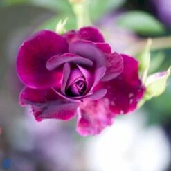 'Burgundy Ice' Rosa X 'Burgundy Ice' (Buketrose) A-Kvalitet,- Barrods Roser Min. 3 Grene -Osmoz Naturens Butik fi4014 rosa burgundy ice 0feb