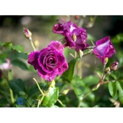 'Burgundy Ice' Rosa X 'Burgundy Ice' (Buketrose) A-Kvalitet,- Barrods Roser Min. 3 Grene -Osmoz Naturens Butik fi4014 rosa burgundy ice 8b69
