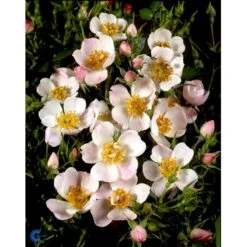 'Butterflies'™ Rosa X 'Butterflies'™ (Bunddækkerose) A-Kvalitet,- Barrods Roser Min. 3 Grene -Osmoz Naturens Butik fi4015 rosa butterflies cover poulbut n 2ac5