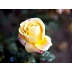 'Candlelight'® Rosa X 'Candlelight'® (Storblomstrende) A-Kvalitet,- Barrods Roser Min. 3 Grene -Osmoz Naturens Butik fi4023 rosa candlelight f1a8