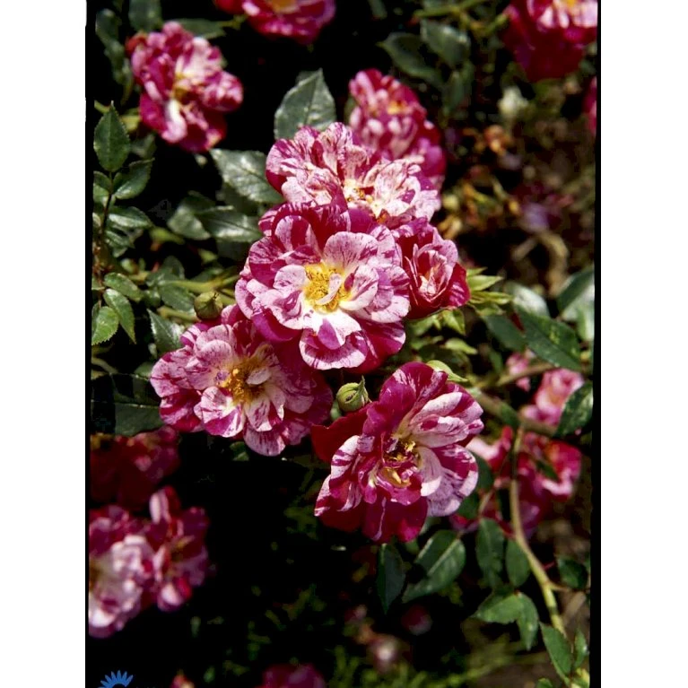 'Candy Cover'® Rosa X 'Candy Cover'® (Bunddækkerose) A-Kvalitet,- Barrods Roser Min. 3 Grene 13 'Candy Cover'® Rosa X 'Candy Cover'® (Bunddækkerose) A-Kvalitet,- Barrods Roser Min. 3 Grene - Billede 11
