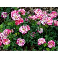 'Candy Cover'® Rosa X 'Candy Cover'® (Bunddækkerose) A-Kvalitet,- Barrods Roser Min. 3 Grene 22 'Candy Cover'® Rosa X 'Candy Cover'® (Bunddækkerose) A-Kvalitet,- Barrods Roser Min. 3 Grene -Osmoz Naturens Butik fi4024 rosa candy cover poulbico n 4498