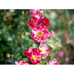 'Candy Cover'® Rosa X 'Candy Cover'® (Bunddækkerose) A-Kvalitet,- Barrods Roser Min. 3 Grene 20 'Candy Cover'® Rosa X 'Candy Cover'® (Bunddækkerose) A-Kvalitet,- Barrods Roser Min. 3 Grene -Osmoz Naturens Butik fi4024 rosa candy cover poulbico n b59b