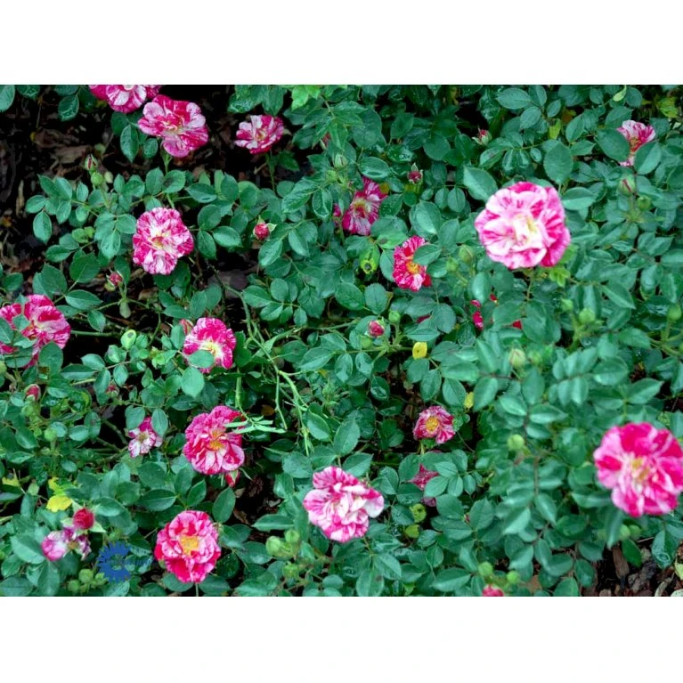 'Candy Cover'® Rosa X 'Candy Cover'® (Bunddækkerose) A-Kvalitet,- Barrods Roser Min. 3 Grene 11 'Candy Cover'® Rosa X 'Candy Cover'® (Bunddækkerose) A-Kvalitet,- Barrods Roser Min. 3 Grene - Billede 9