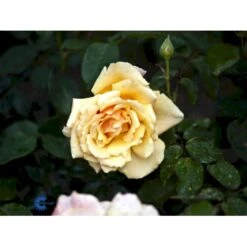 'Carl Nielsen'™ Rosa X 'Carl Nielsen'™ (Storblomstrende) A-Kvalitet,- Barrods Roser Min. 3 Grene 15 'Carl Nielsen'™ Rosa X 'Carl Nielsen'™ (Storblomstrende) A-Kvalitet,- Barrods Roser Min. 3 Grene -Osmoz Naturens Butik fi4036 rosa carl nielsen poulht010 n 0742