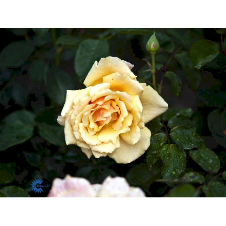 'Carl Nielsen'™ Rosa X 'Carl Nielsen'™ (Storblomstrende) A-Kvalitet,- Barrods Roser Min. 3 Grene 9 'Carl Nielsen'™ Rosa X 'Carl Nielsen'™ (Storblomstrende) A-Kvalitet,- Barrods Roser Min. 3 Grene - Billede 7