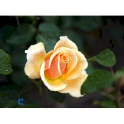 'Carl Nielsen'™ Rosa X 'Carl Nielsen'™ (Storblomstrende) A-Kvalitet,- Barrods Roser Min. 3 Grene 14 'Carl Nielsen'™ Rosa X 'Carl Nielsen'™ (Storblomstrende) A-Kvalitet,- Barrods Roser Min. 3 Grene -Osmoz Naturens Butik fi4036 rosa carl nielsen poulht010 n 1966