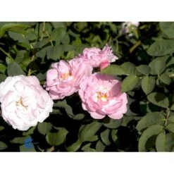 'Celestial' Rosa Alba 'Celestial' (Albarose) A-Kvalitet,- Barrods Roser Min. 3 Grene -Osmoz Naturens Butik fi4048 rosa celestial 6561