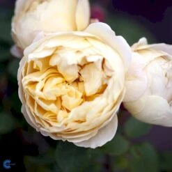 'Charles Darwin'™ Rosa X 'Charles Darwin'™ (Engelsk Rose) A-Kvalitet,- Barrods Roser Min. 3 Grene -Osmoz Naturens Butik fi4062 rosa charles darwin auspeet e25f