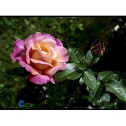 'Chicago Peace' Rosa X 'Chicago Peace' (Storblomstrende) A-Kvalitet,- Barrods Roser Min. 3 Grene -Osmoz Naturens Butik fi4070 rosa chicago peace 129c