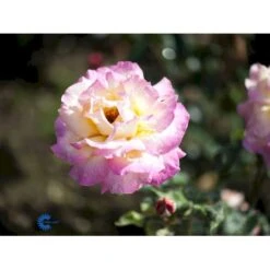 'Chicago Peace' Rosa X 'Chicago Peace' (Storblomstrende) A-Kvalitet,- Barrods Roser Min. 3 Grene -Osmoz Naturens Butik fi4070 rosa chicago peace d8f0