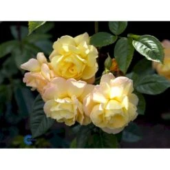 'Chinatown'™ Rosa X 'Chinatown'™ (Buketrose) A-Kvalitet,- Barrods Roser Min. 3 Grene 13 'Chinatown'™ Rosa X 'Chinatown'™ (Buketrose) A-Kvalitet,- Barrods Roser Min. 3 Grene -Osmoz Naturens Butik fi4074 rosa chinatown a10b